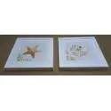 Cuadros: estrella de mar y caracola
