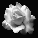 Rosa Blanco y negro cuadro impreso