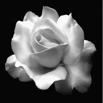 Rosa impresa en lienzo Peintures en noir et blanc 