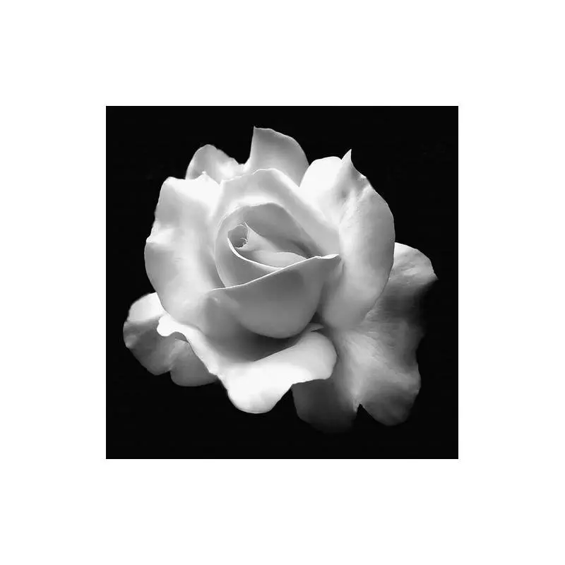 Rosa impresa en lienzo Cuadros en Blanco y negro 